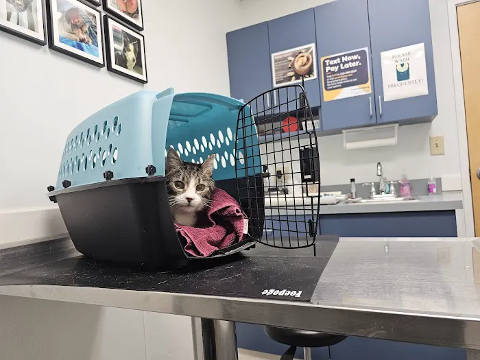 Wignall Animal Hospital, A Thrive Pet Healthcare Partner Picture 2