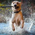Wignall Animal Hospital, A Thrive Pet Healthcare Partner
