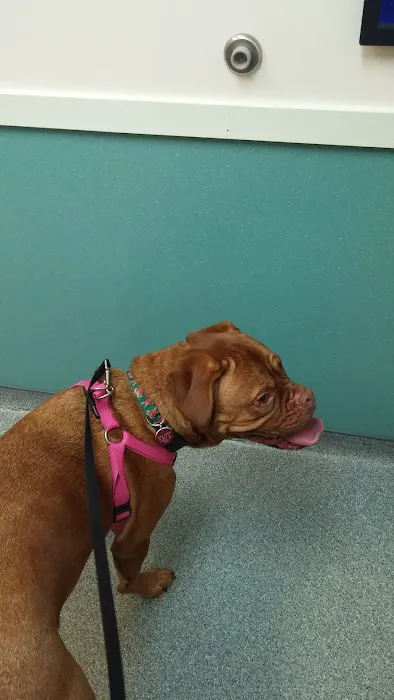 Wignall Animal Hospital, A Thrive Pet Healthcare Partner Picture 6