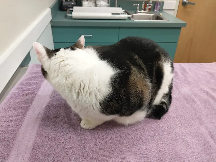 Wignall Animal Hospital, A Thrive Pet Healthcare Partner Picture 5