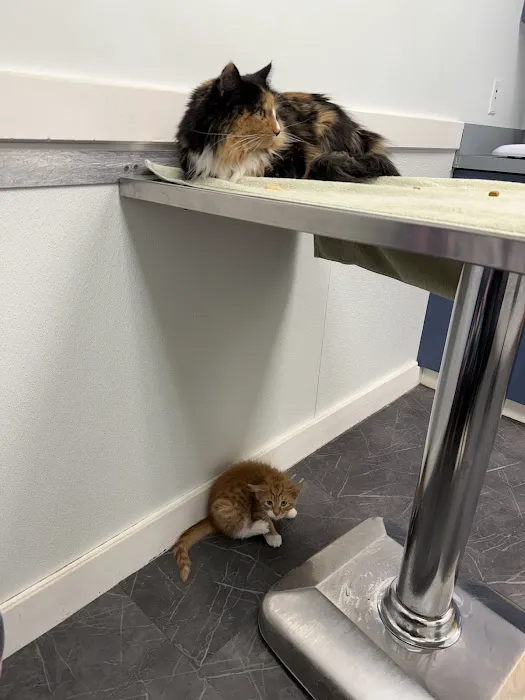 Wignall Animal Hospital, A Thrive Pet Healthcare Partner Picture 9