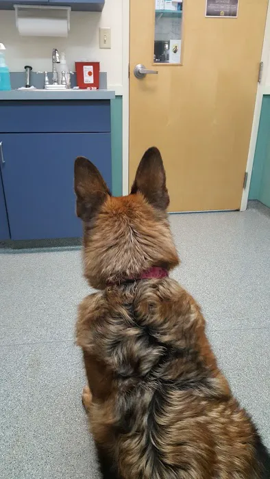 Wignall Animal Hospital, A Thrive Pet Healthcare Partner Picture 10