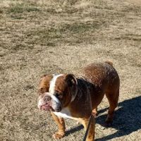 King's Mountain Animal Clinic ico