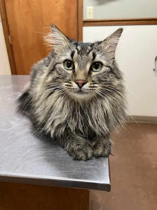 King's Mountain Animal Clinic Picture 4