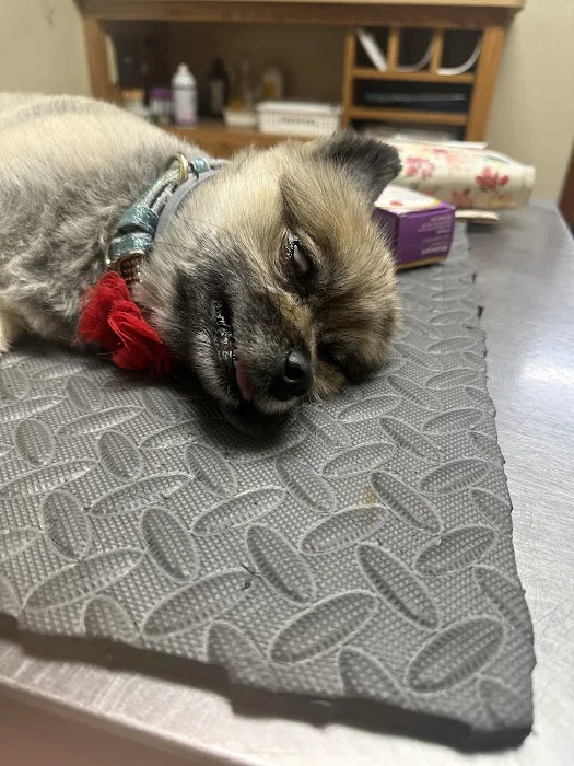 King's Mountain Animal Clinic Picture 2