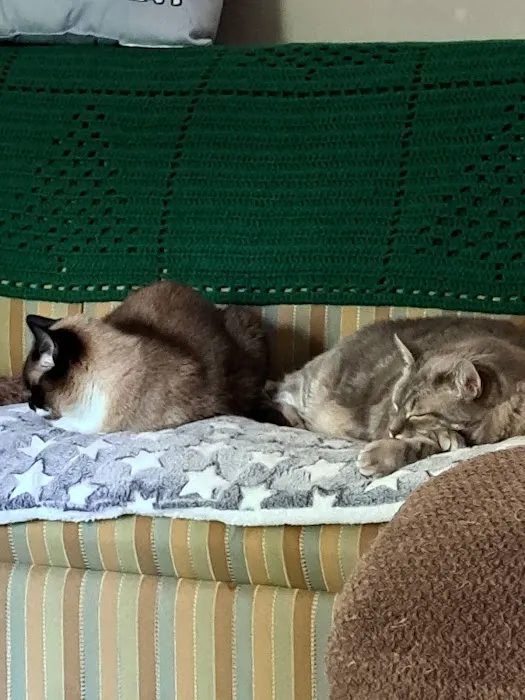 King's Mountain Animal Clinic Picture 7