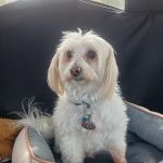 The Pet Clinic of Martinsville