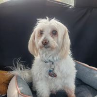 The Pet Clinic of Martinsville ico