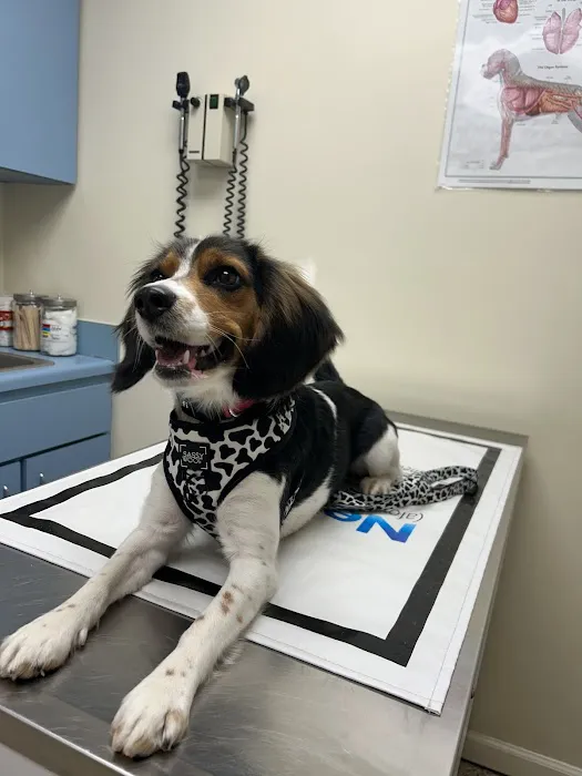 The Pet Clinic of Martinsville Picture 3