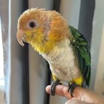 Boyce-Holland Veterinary Services