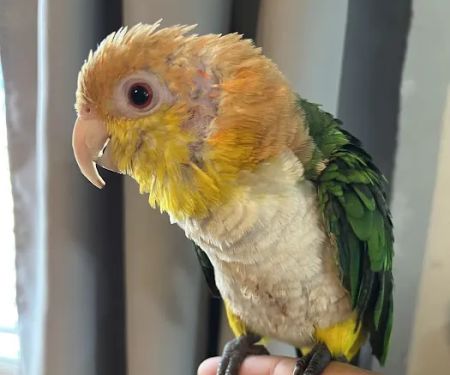 Boyce-Holland Veterinary Services