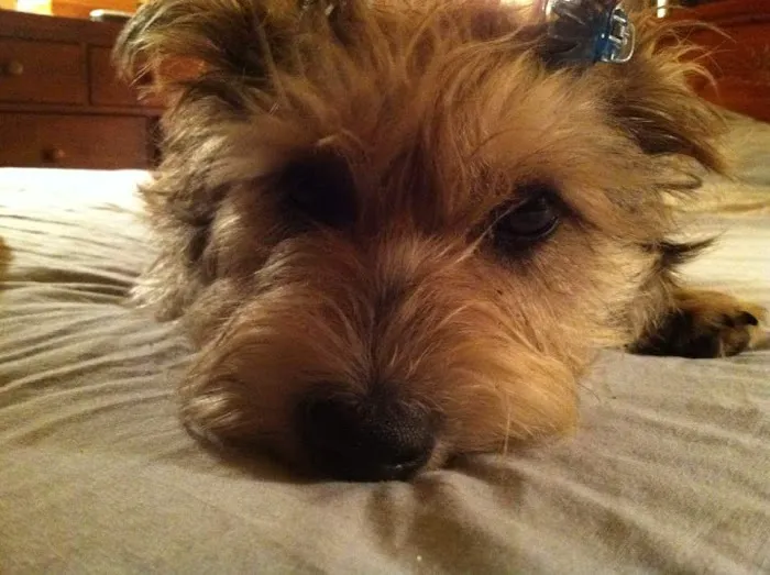 Boyce-Holland Veterinary Services Picture 5
