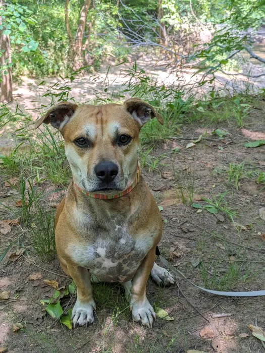 ADR Urgent Veterinary Care Picture 2