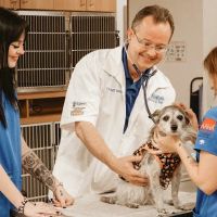 Danville Family Vet ico