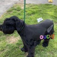 Animal Medical Center: Laura Luffman, DVM ico