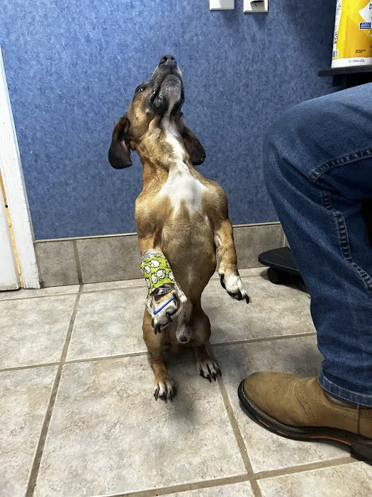 Brosville Animal Clinic Picture 1