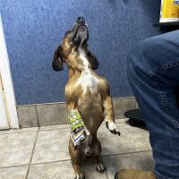 Brosville Animal Clinic ico