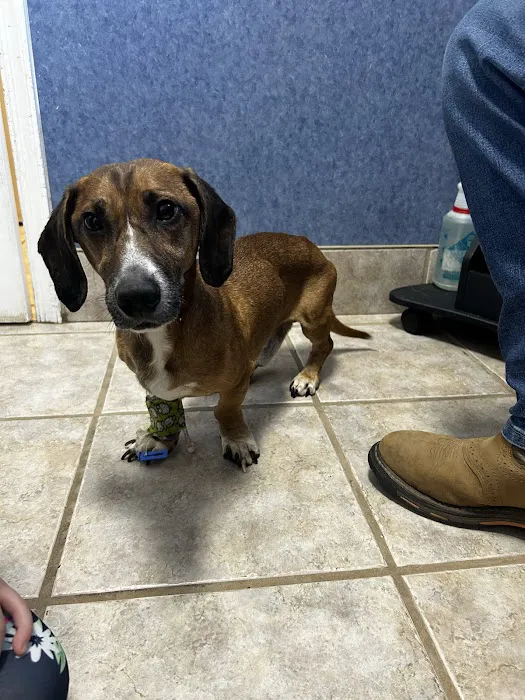 Brosville Animal Clinic Picture 2