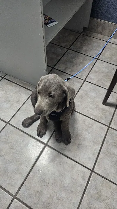 Brosville Animal Clinic Picture 8