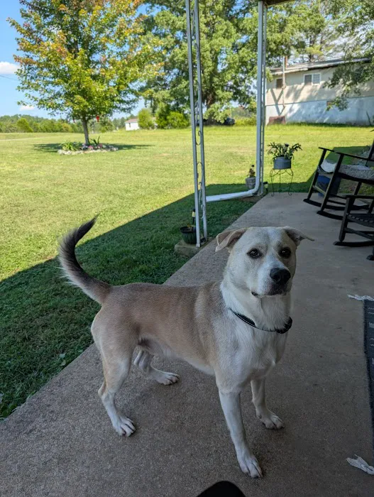 Brosville Animal Clinic Picture 10