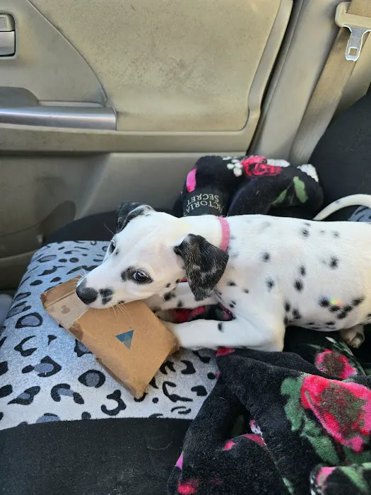 Carolina-Virginia Animal Hospital Picture 2