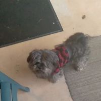 Carolina-Virginia Animal Hospital ico