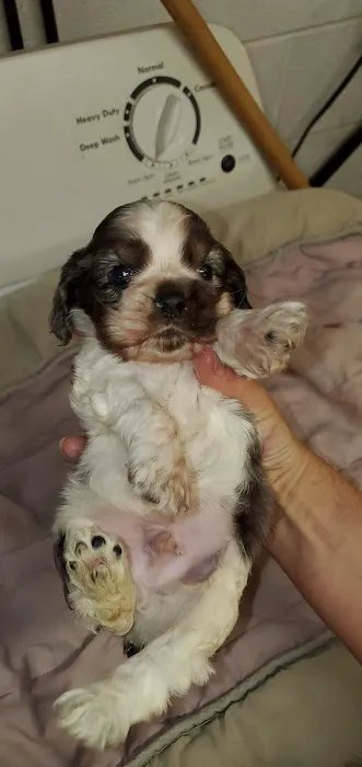 Carolina-Virginia Animal Hospital Picture 3