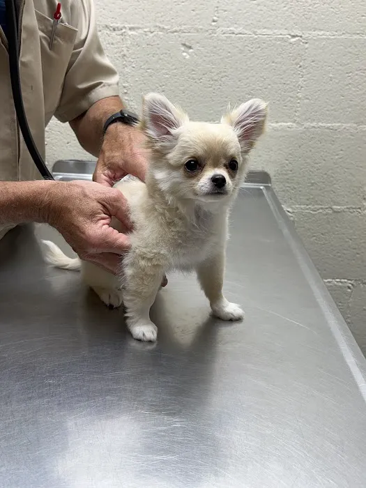 Carolina-Virginia Animal Hospital Picture 7