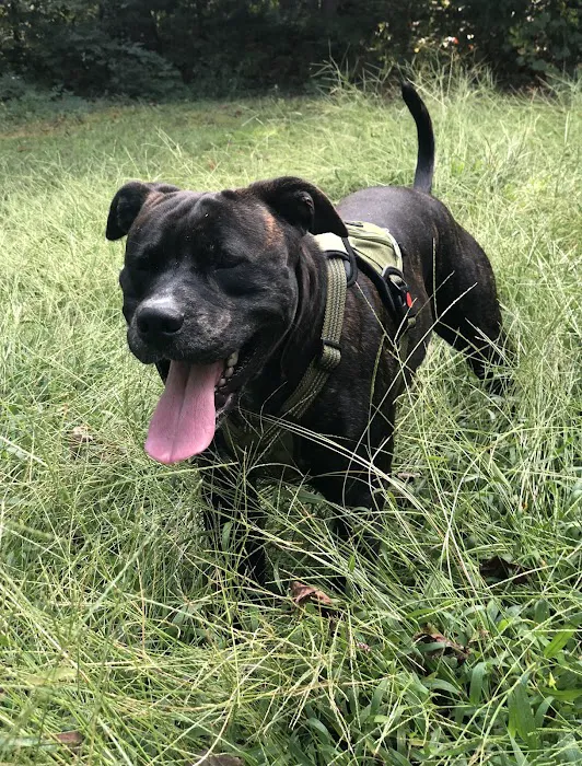Carolina-Virginia Animal Hospital Picture 8