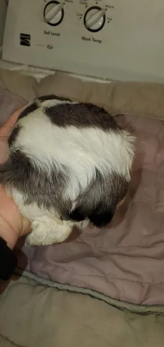 Carolina-Virginia Animal Hospital Picture 9