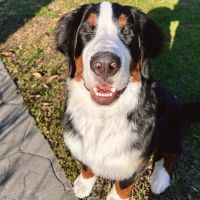 Preddy Creek Animal Clinic ico
