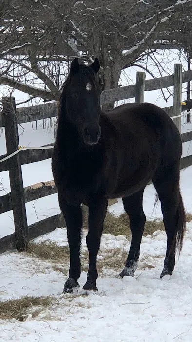 Equine Specialty Hospital Picture 8