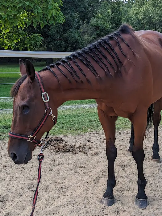 Equine Specialty Hospital Picture 6