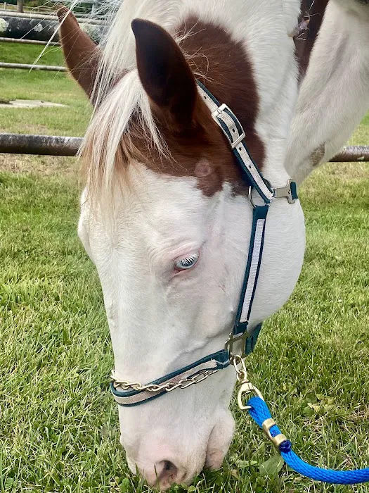 Equine Specialty Hospital Picture 10