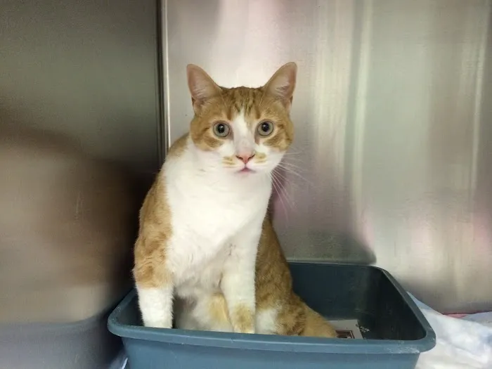 Cricket Ridge Animal Hospital Picture 2