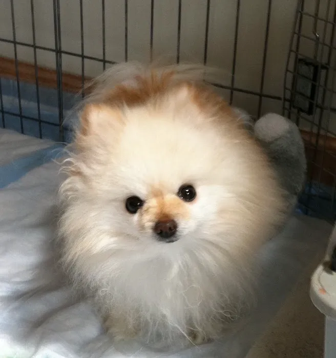 Cricket Ridge Animal Hospital Picture 9