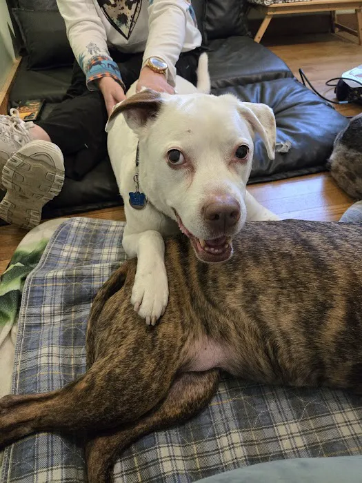 Pawsitive Results Animal Rehabilitation Center Picture 1