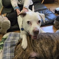 Pawsitive Results Animal Rehabilitation Center ico