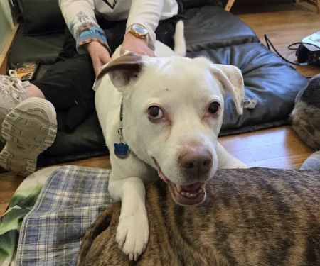Pawsitive Results Animal Rehabilitation Center