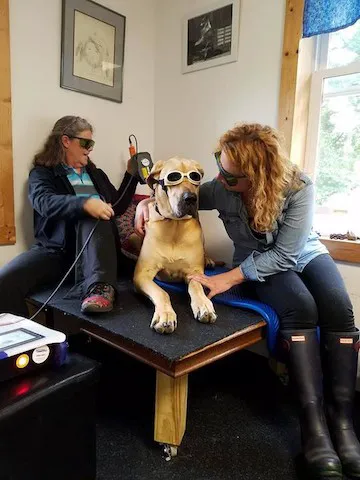 Pawsitive Results Animal Rehabilitation Center Picture 6
