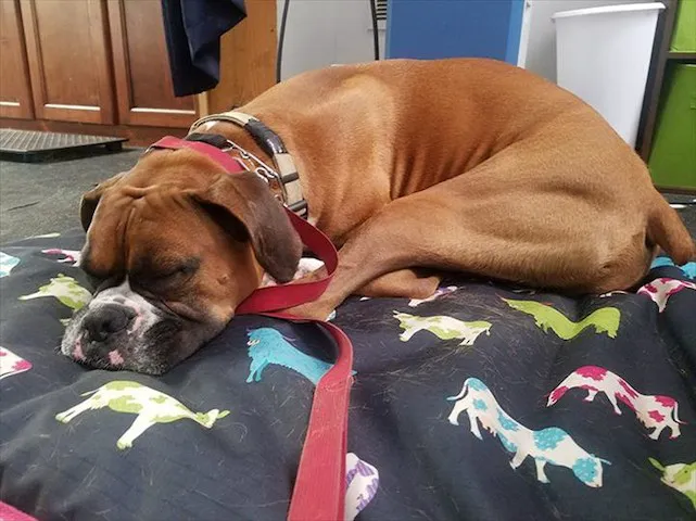 Pawsitive Results Animal Rehabilitation Center Picture 8