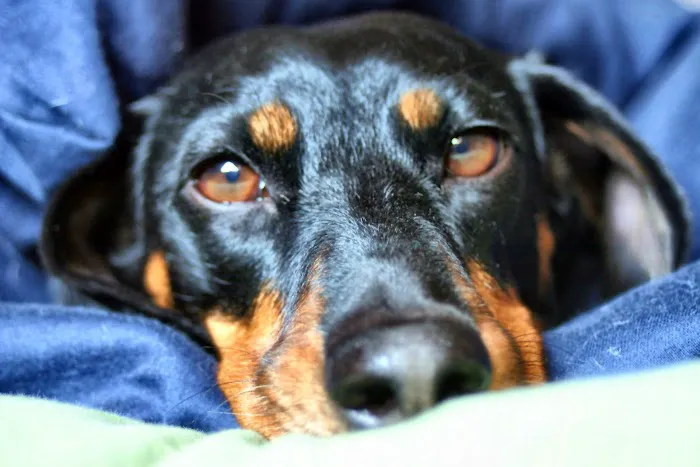 Auburn Animal Care Picture 3