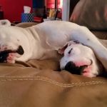 Auburn Animal Care
