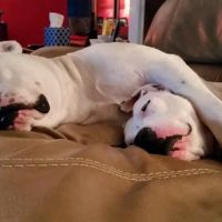 Auburn Animal Care ico
