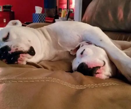Auburn Animal Care