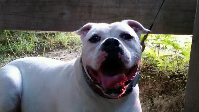 Auburn Animal Care Picture 2