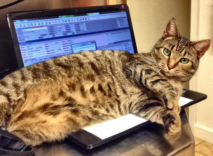 Auburn Animal Care Picture 8