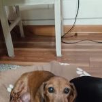 Best Friends Animal Clinic