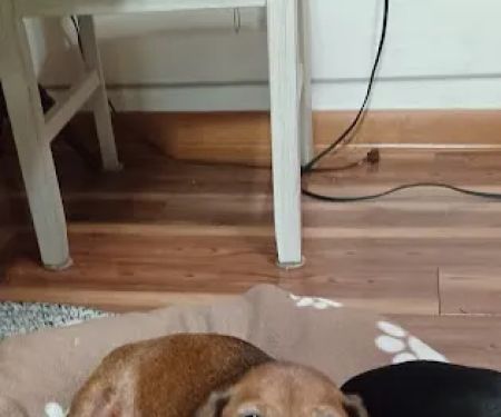 Best Friends Animal Clinic