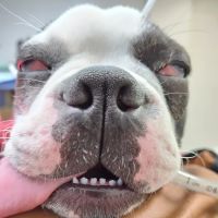 Green Meadow Veterinary Hospital ico